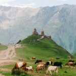 Kazbegi Georgia Gergeti Trinity Church Tsminda Sameba With Cows In Front Holy Trinity Church Near The Village Of Gergeti In Georgia Under Mount Kazbegi 150x150